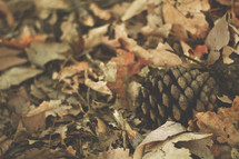 pinecone in fall leaves