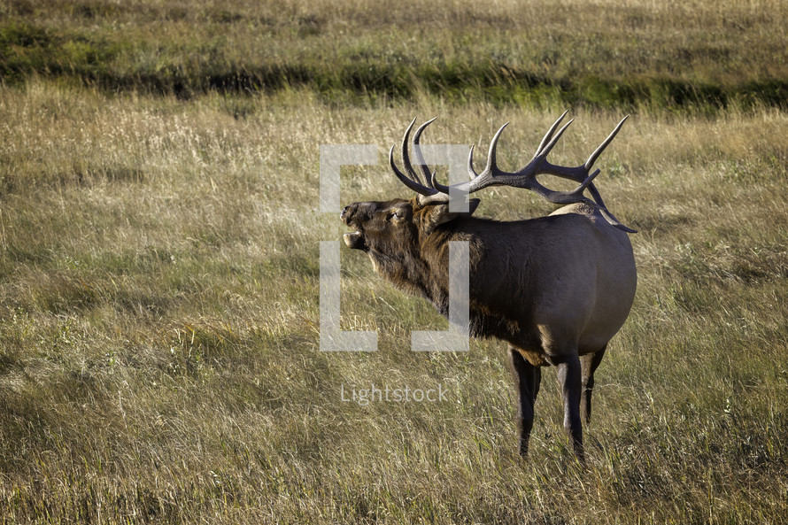 A Male Bull Elk calling for his Harem during the rutting season in Rocky Mountain National Park located in Estes Park Colorado