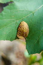 fall leaf on a green leaf