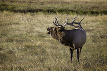 A Male Bull Elk calling for his Harem during the rutting season in Rocky Mountain National Park located in Estes Park Colorado