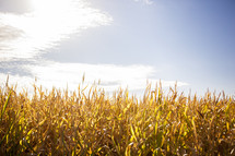 golden field of corn 