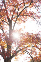 Sunshine shining through fall leaves on a tall tree.