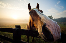 horse muzzle closeup 