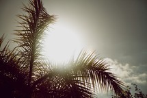 sun glowing over palm fronds