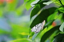 butterfly on a leaf