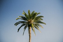top of a palm tree