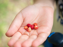 red berries in a cupped hand 