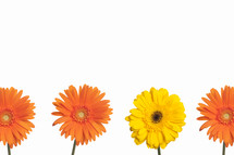 Yellow and orange Gerber daisies.