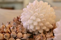 decorative balls of shells 