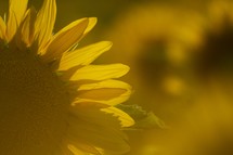 sunflowers and sun glare