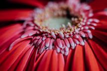 center of a red gerber daisy 