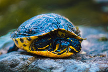 turtle in a shell 