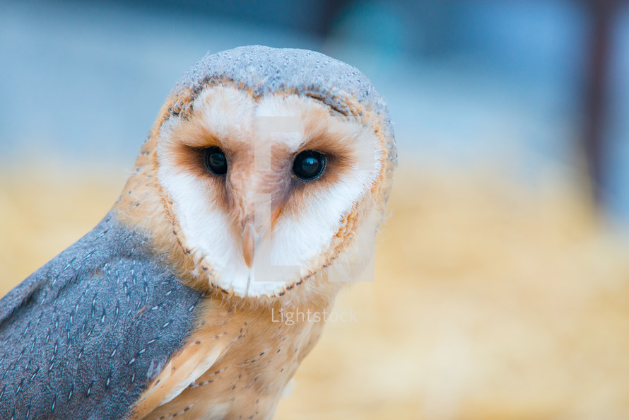 barn owl 