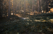 sunlight on a forest hillside 