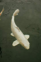 white koi fish