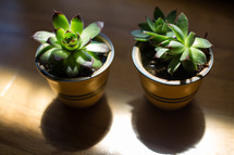 Potted plants on a table.