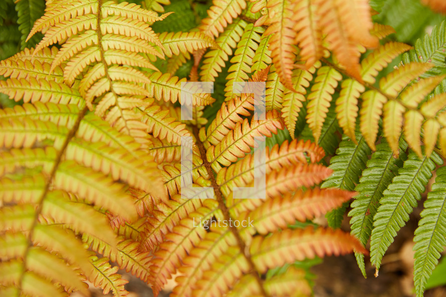 brown ferns 