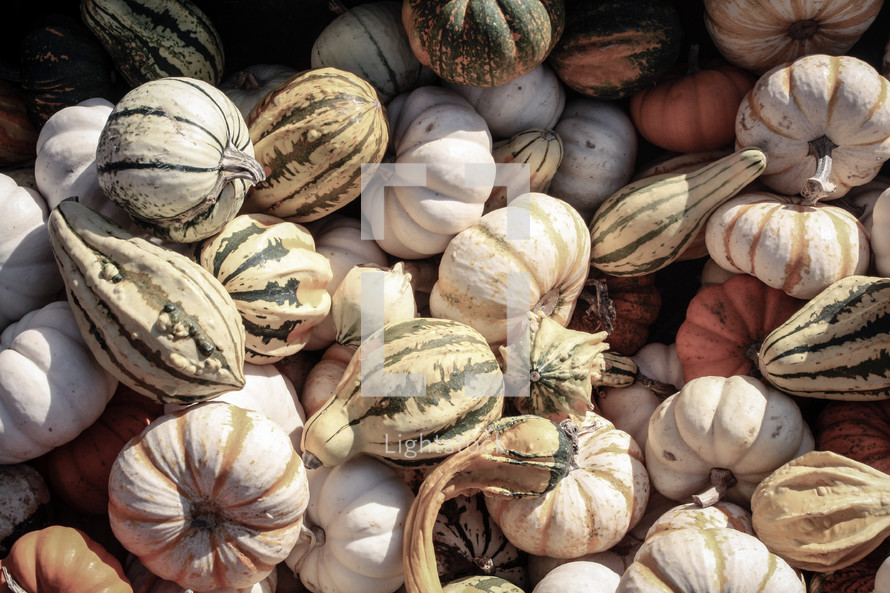 pile of striped pumpkins and gourds 