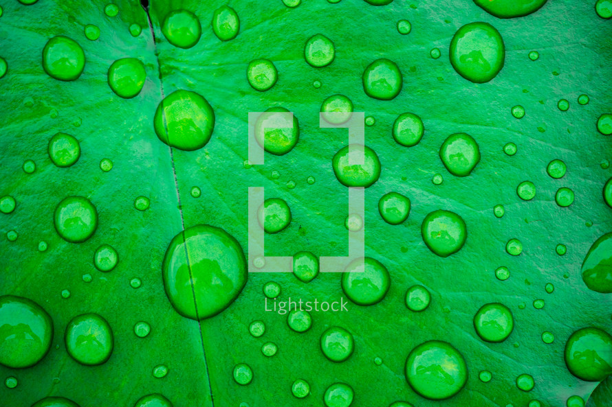 water droplets on a green leaf 