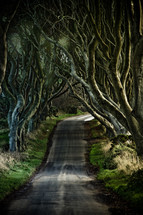 tree lined road through twisted tree branches 