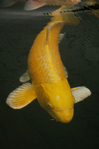 large orange koi fish