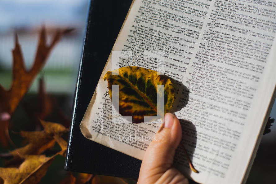 holding a Bible and fall leaf 