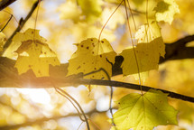 sunlight thorough golden autumn leaves 