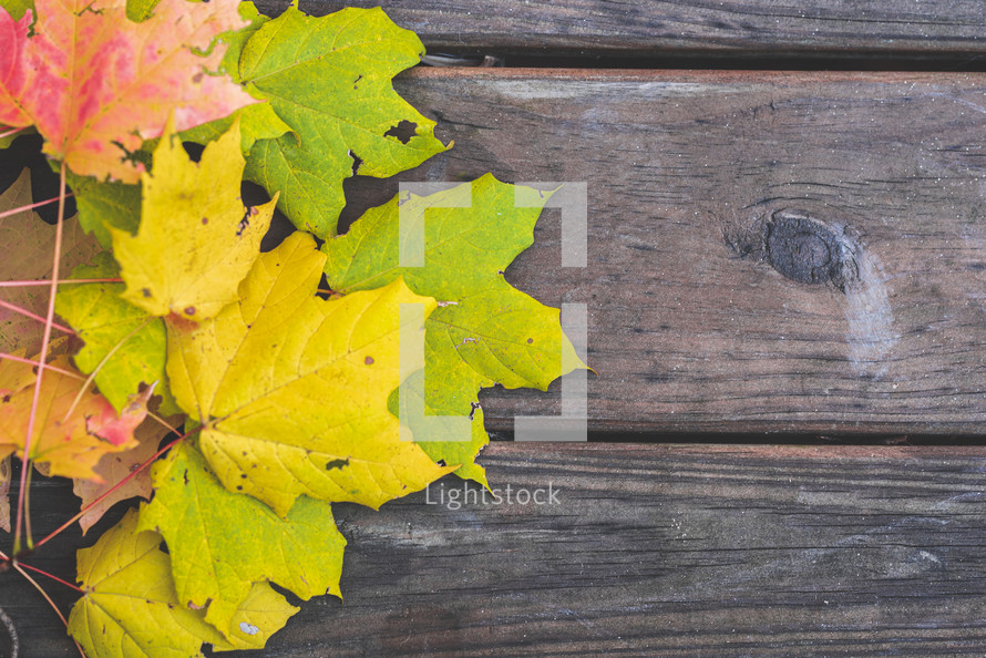 autumn leaves on a wood background 