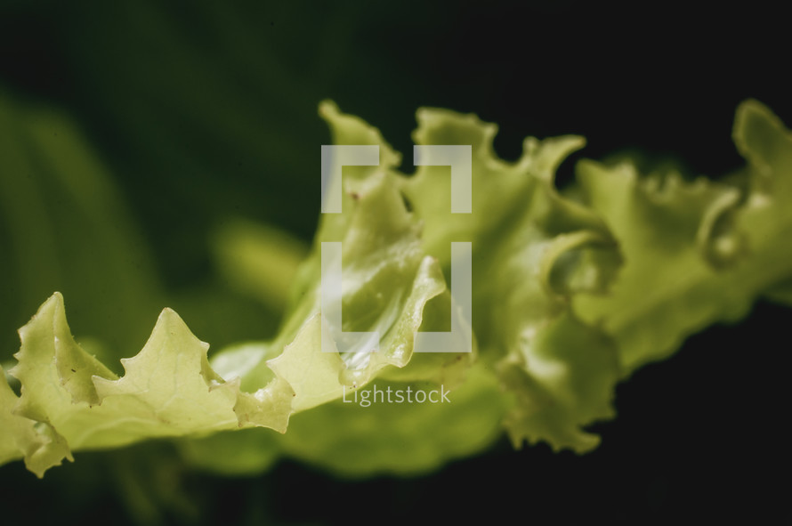 leafy lettuce 
