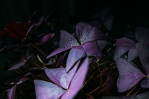 Oxalis Plant 