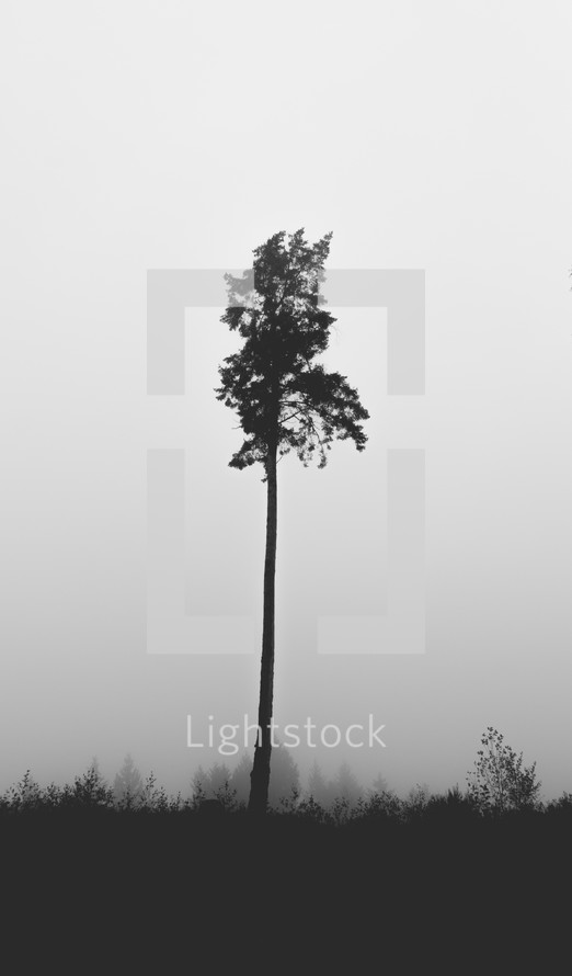 tall tree 