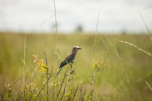 bird on tall grasses 