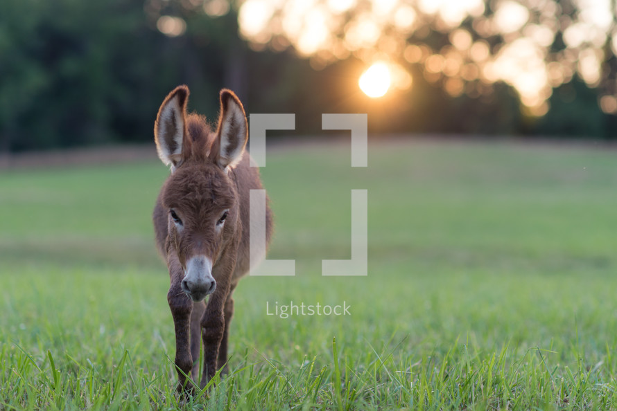 donkey in a pasture 