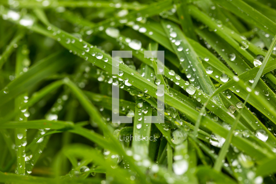wet grass 