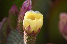 cactus flower 