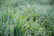 dew on grass 