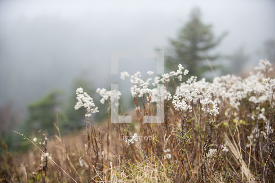 tiny white flowers in a foggy meadow 