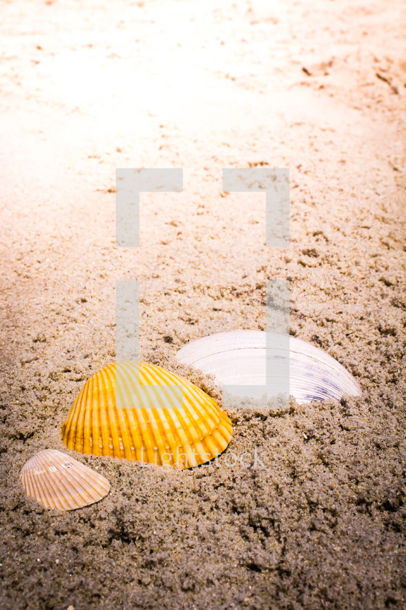 shells in the sand 