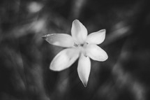 white flower in black and white 