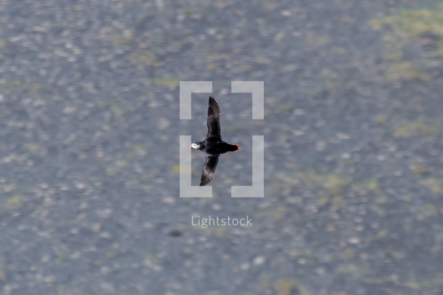 flying puffin bird 