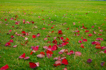 flower petals on grass