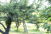 ladder in an orchard 
