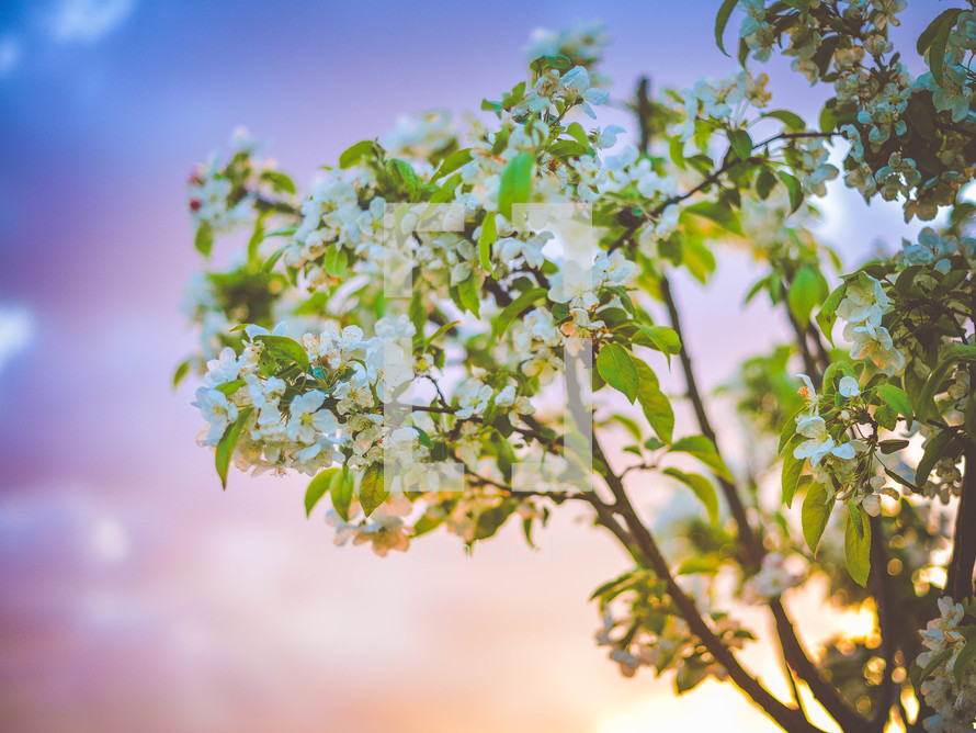 white spring blossoms on a tree at sunset 