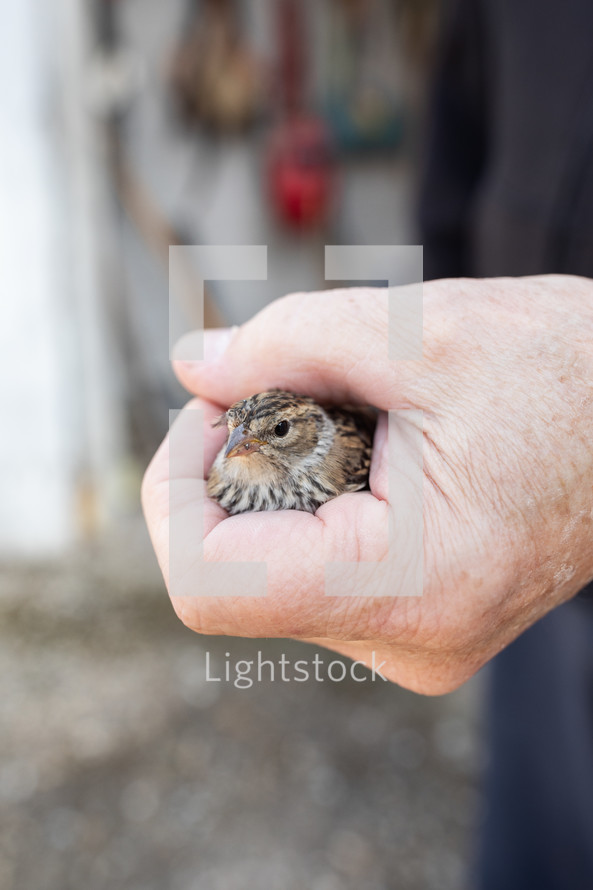 rescue of a tiny bird