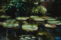 lilypads in a pond 