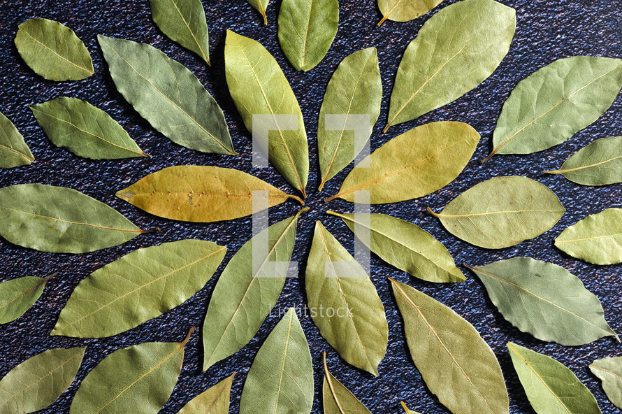 bay laurel leaves pattern on a black background 