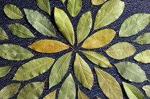bay laurel leaves pattern on a black background 