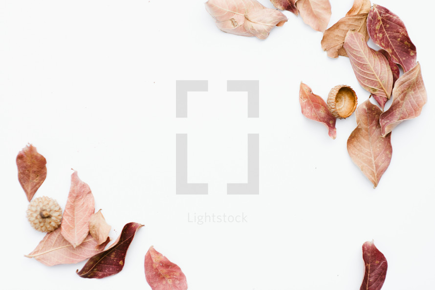 brown leaves on a white background 