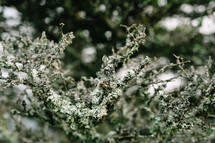lichen on branches 