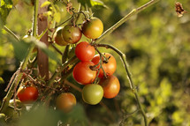 Fresh bunch of red natural tomatoes on branch in organic home vegetable garden. Ripe tomato plant growing in greenhouse. Organic farming, healthy food, BIO viands, back to nature concept